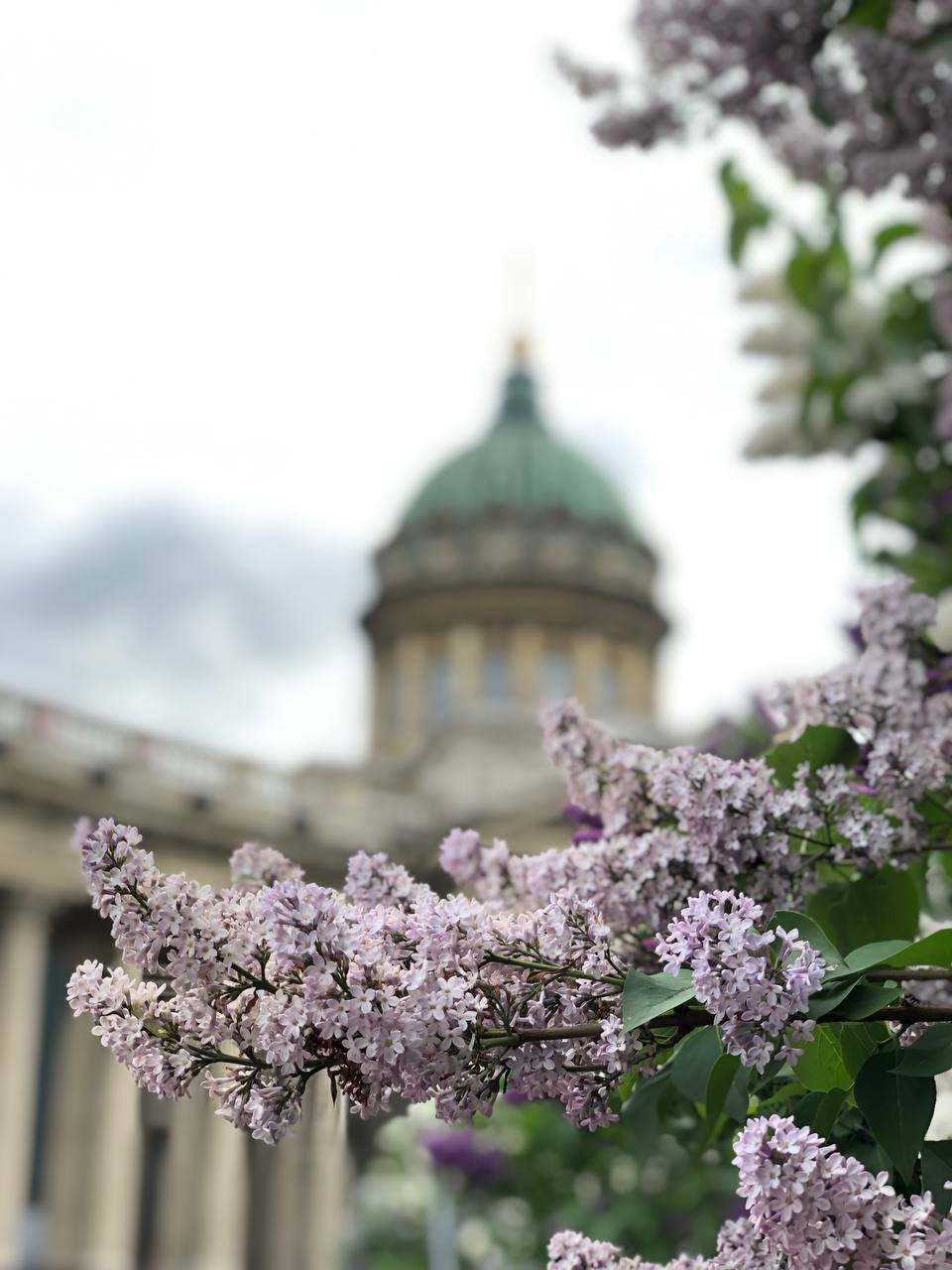 Хочу учиться в Санкт-Петербурге 5 дней (ж/д)